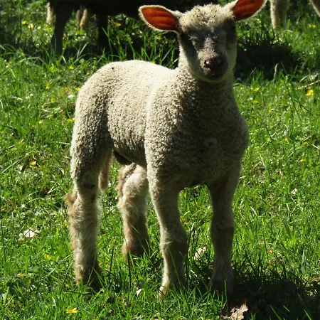 Fermette Dans Les Pays De La Loire * Izé
