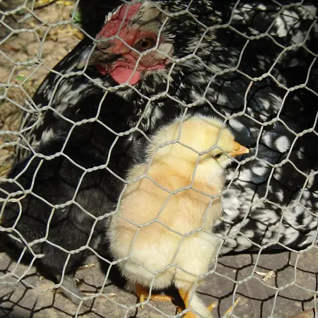 Homestay szállás Fermette Dans Les Pays De La Loire