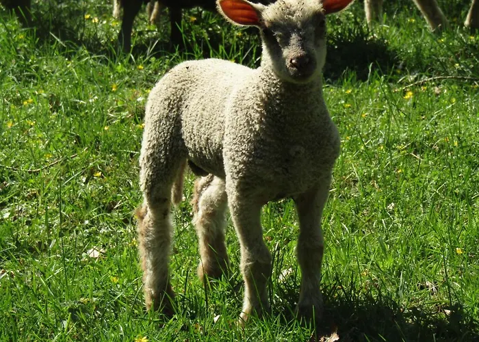 Fermette Dans Les Pays De La Loire * Izé