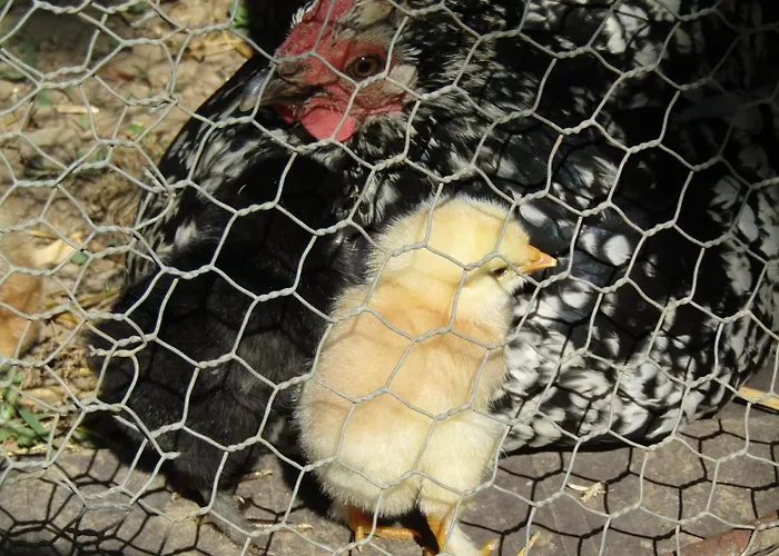 民宿 Fermette Dans Les Pays De La Loire