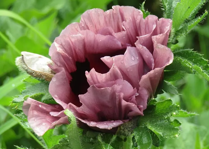 Habitación en casa particular Fermette Dans Les Pays De La Loire