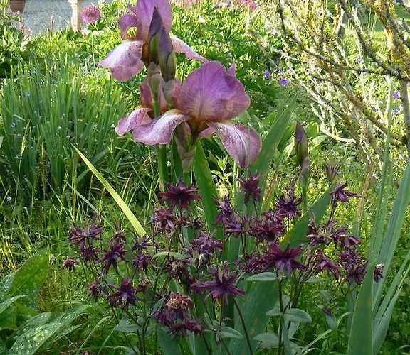 Fermette Dans Les Pays De La Loire