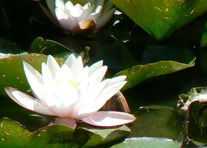 Fermette Dans Les Pays De La Loire Izé